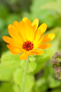 Bild von Ringelblume