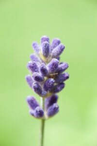 Bild von Lavendelblüte